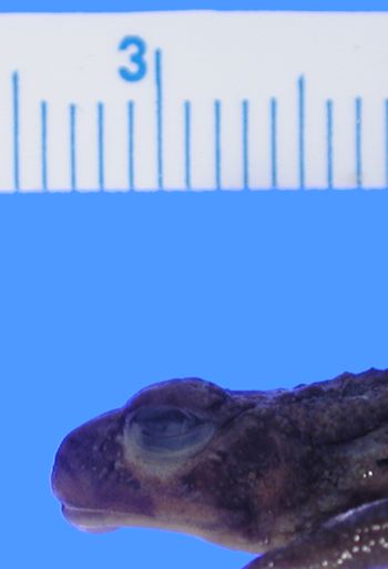 Media type: image; Herpetology A-57299